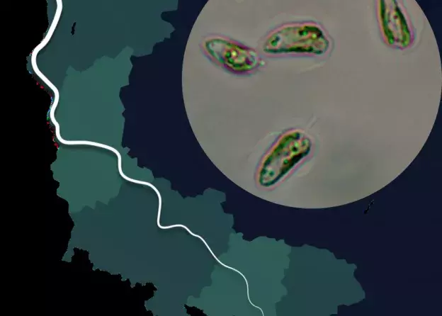Czy Prymnesium parvum, tzw. „złota alga”, nadal może stanowić zagrożenie w Odrze?