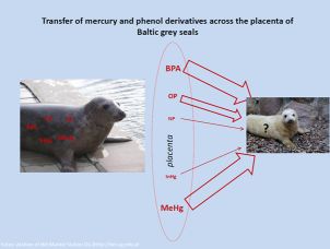 https://www.sciencedirect.com/science/article/abs/pii/S026974911731028X
