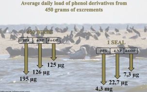 Could biotransport be an important pathway in the transfer of phenol derivatives into the coastal zone and aquatic system of the Southern Baltic?