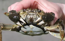 PTG-i-GTN_Monika-Normant-Saremba 2