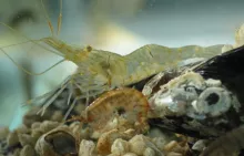 PTG-i-GTN_Monika-Normant-Saremba 3