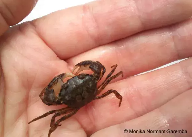 O egzotycznych gościach w wodach morskich w cyklu PR2 „Zielono-błękitna Dwójka”