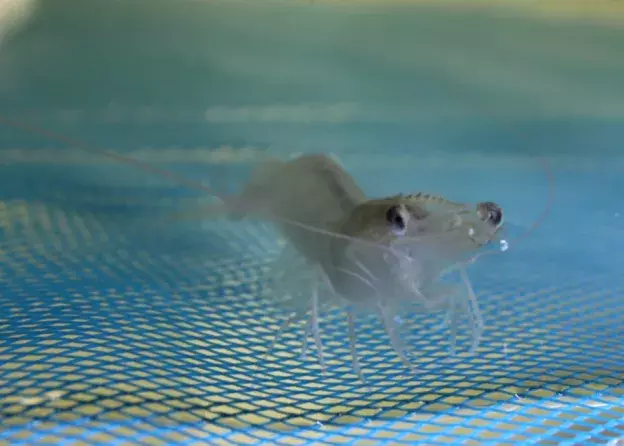 Drugi cykl hodowli krewetki Penaeus vannamei na półmetku!