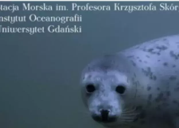 O fokach i morświnach w Kaliningradzie
