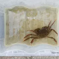 krab
