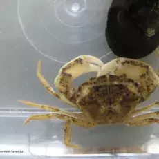 krab1