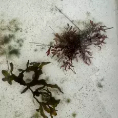 Makroglony - Fucus vesiculosus i Coccotylus sp.