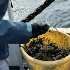 Zbiór makroglonów i roślin naczyniowych