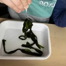 Analiza makroskopowa glonów